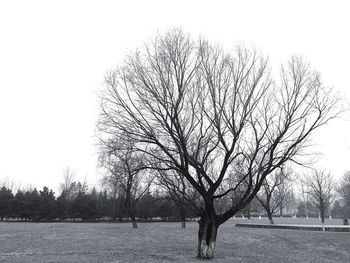 Bare trees on field against clear sky