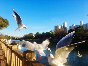 Seagulls flying over lake in city against sky