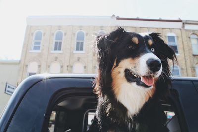 Close-up of dog looking away