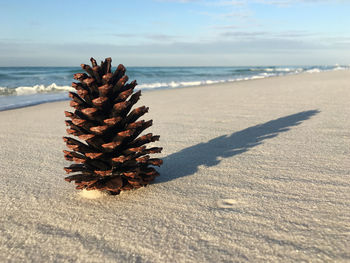 Close-up of leaf on beach against sky