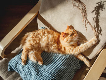 Top view on cute ginger cat lying on pillow. woman id using dried grass used as toy for fluffy pet.