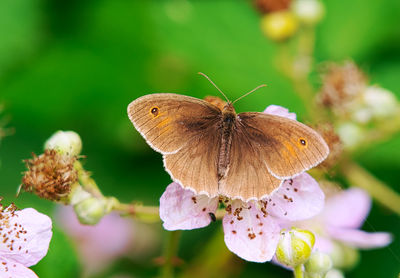 Close-up of butterfly pollinating on flower