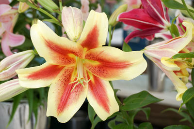 Close-up of day lily blooming outdoors