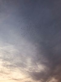 Low angle view of birds flying in sky