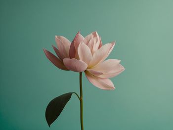 Close-up of pink flower