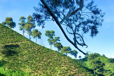 Scenic view of coffee crops on hill against sky