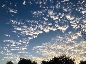 Low angle view of tree against sky