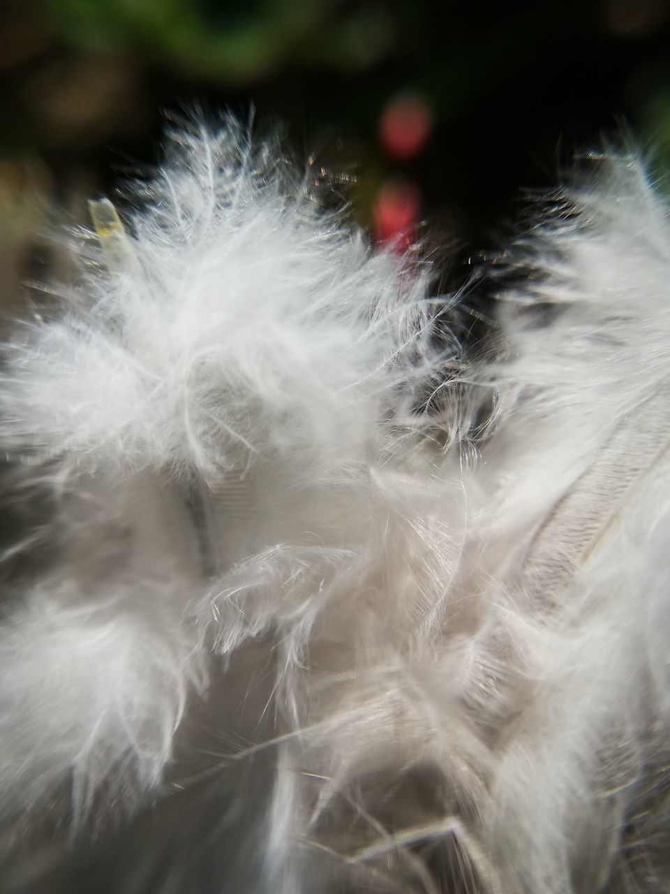 CLOSE UP OF WHITE FEATHER