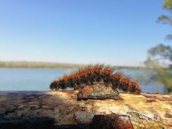 Close-up of rusty metal against clear blue sky