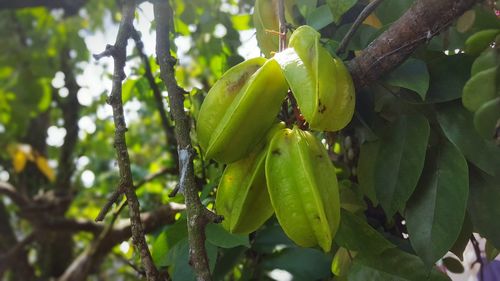 Low angle view of fruits on tree