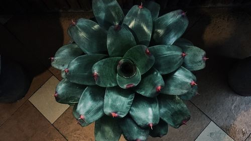 Close-up of succulent plant