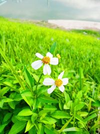 Close-up of flowers blooming in field