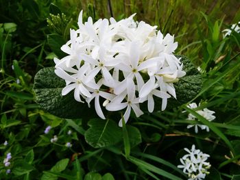 Close-up of white flowering plants