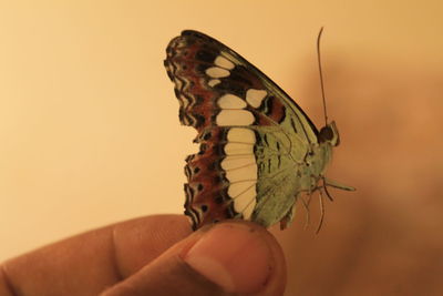 Close-up of butterfly on hand