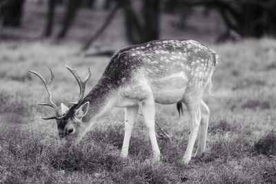 Close-up of deer grazing on field