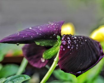 Close-up of wet purple flower