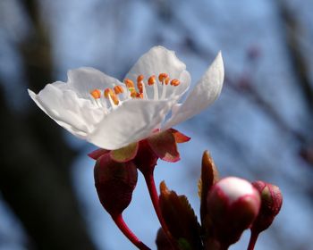 Close-up of white flowers