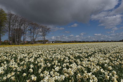 Scenic view of field against sky