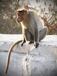 Monkey on tree