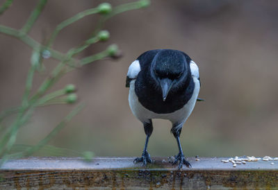 Close-up of bird perching on wood