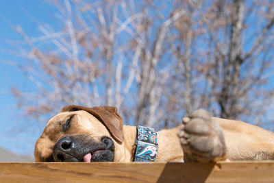 Close-up of a dog against the sky