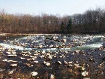 River flowing through a forest