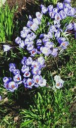 Close-up of purple flowers blooming in field