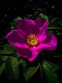 Close-up of pink flower blooming outdoors