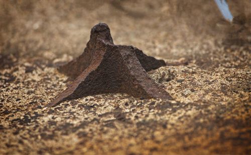 High angle view of lizard on sand