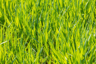 Full frame shot of crops growing on field