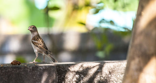 Close-up of bird perching on retaining wall