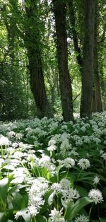View of flowering trees in forest