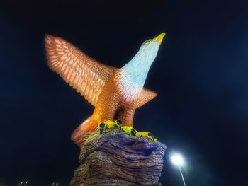 bird