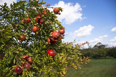 Low angle view of pomegranates growing on tree