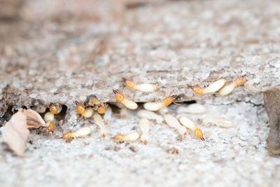 Close-up of dry leaves on field during winter