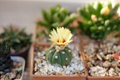 Close-up of succulent plant