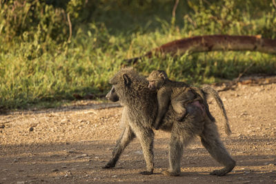 Monkeys in a field