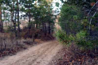 Pine trees in forest