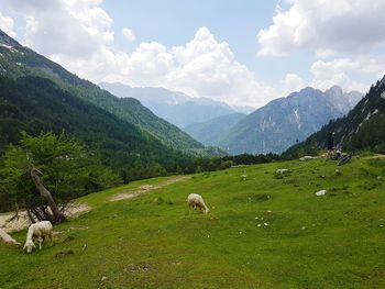 Sheep grazing in a field