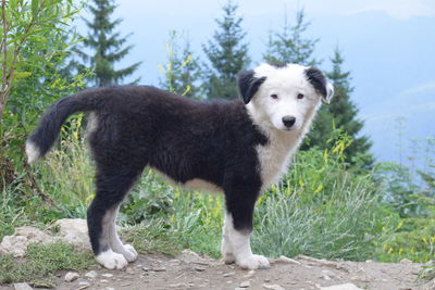 Portrait of dog standing on field