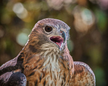 Close-up of owl