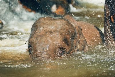 Close-up of elephant in river
