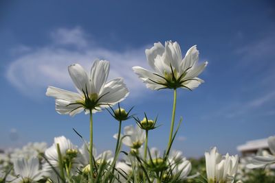 Close-up of white flowering plant against sky