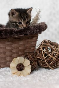 Close-up of a cat in basket