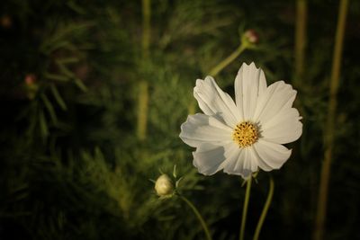 Close-up of white flowering plant
