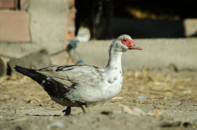 Close-up of a bird