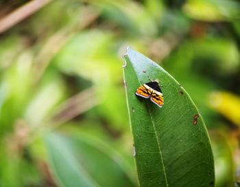 Close-up of insect on leaf