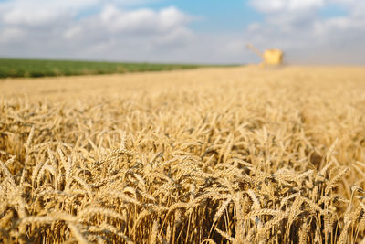 Close-up of wheat field against sky