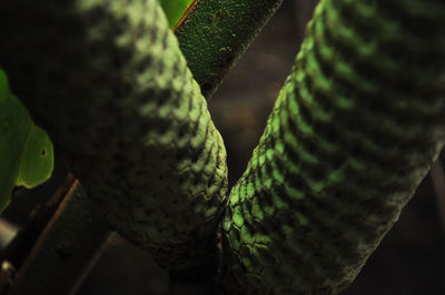 Close-up of tree