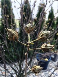 Close-up of plants on tree